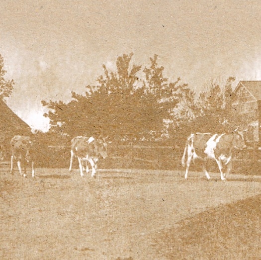 Farming in Hampshire at Chalcroft Farm